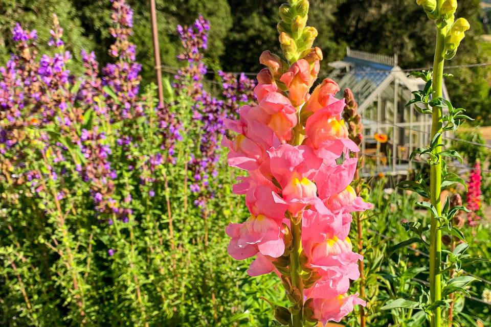 Greenhouse garden