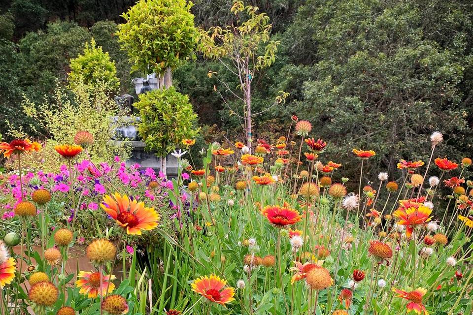 Abundant wildflowers