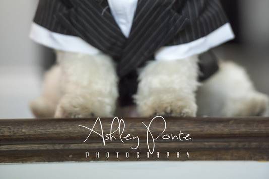 Ashley Ponte Photography