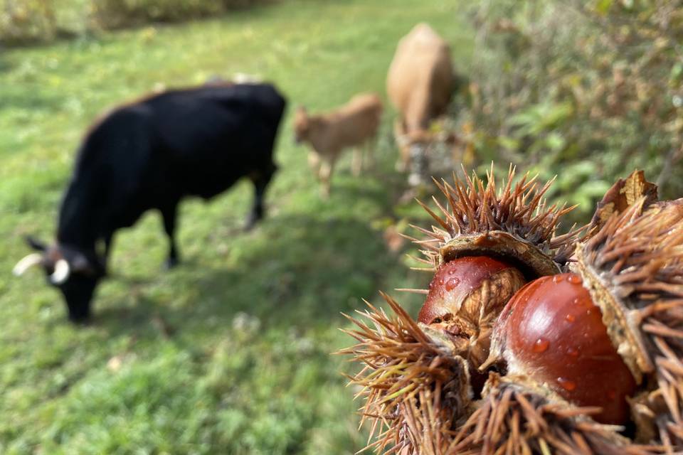 Satoyama Mountain Farm