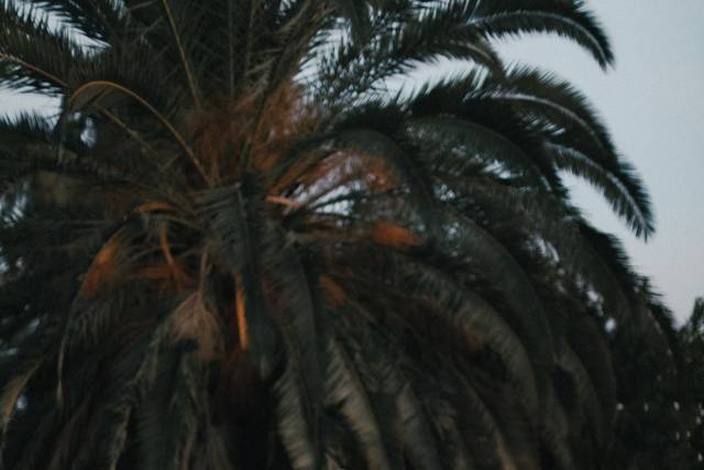 True vision ceremony