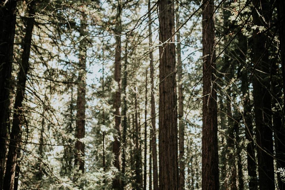 Redwood Forest Wedding