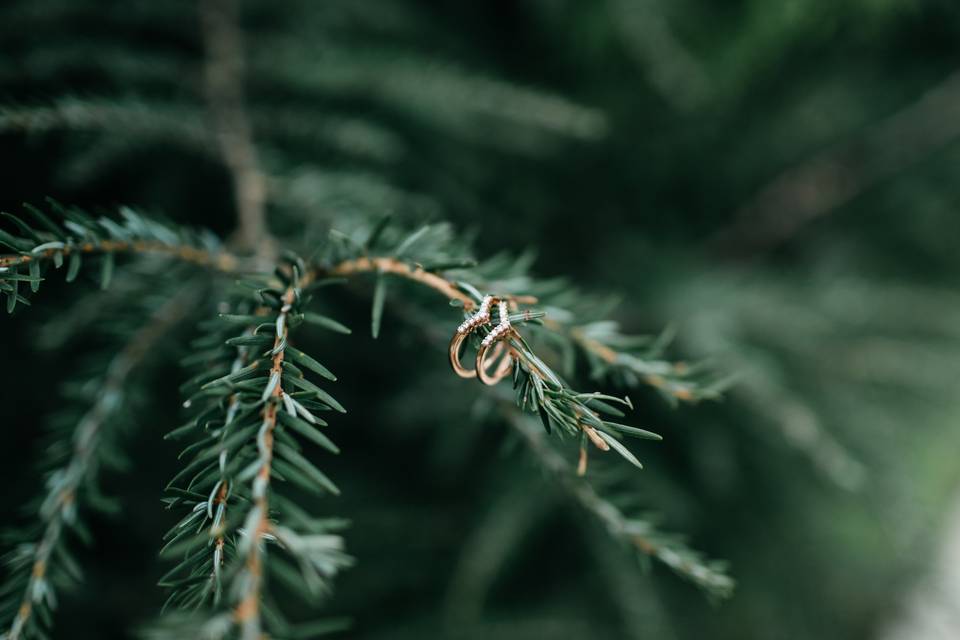 Rings on branch - Kelsey Straus Photography