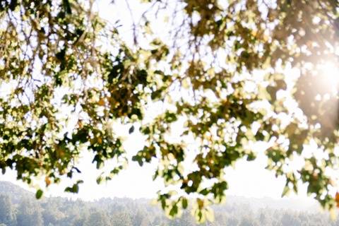 Sonoma vineyard wedding