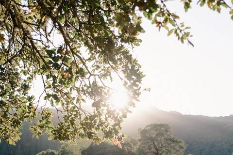 Sonoma vineyard wedding