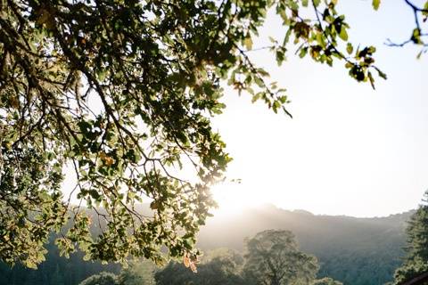 Sonoma vineyard wedding