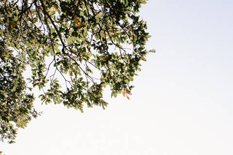 Sonoma vineyard wedding