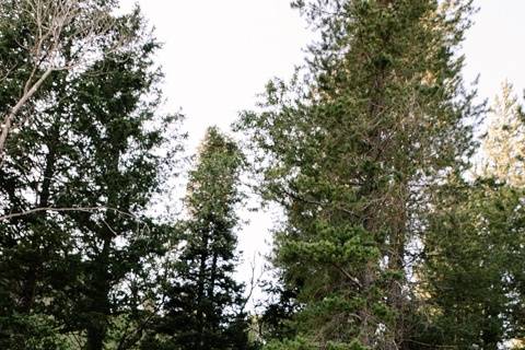 Tibble fork couple