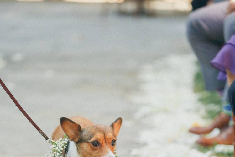 Corgi cuteness