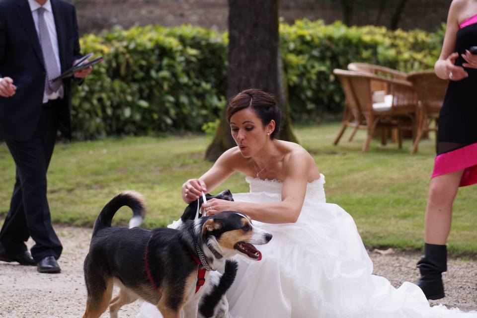 Dog and bride