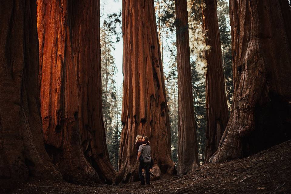 Red woods engagement shoot