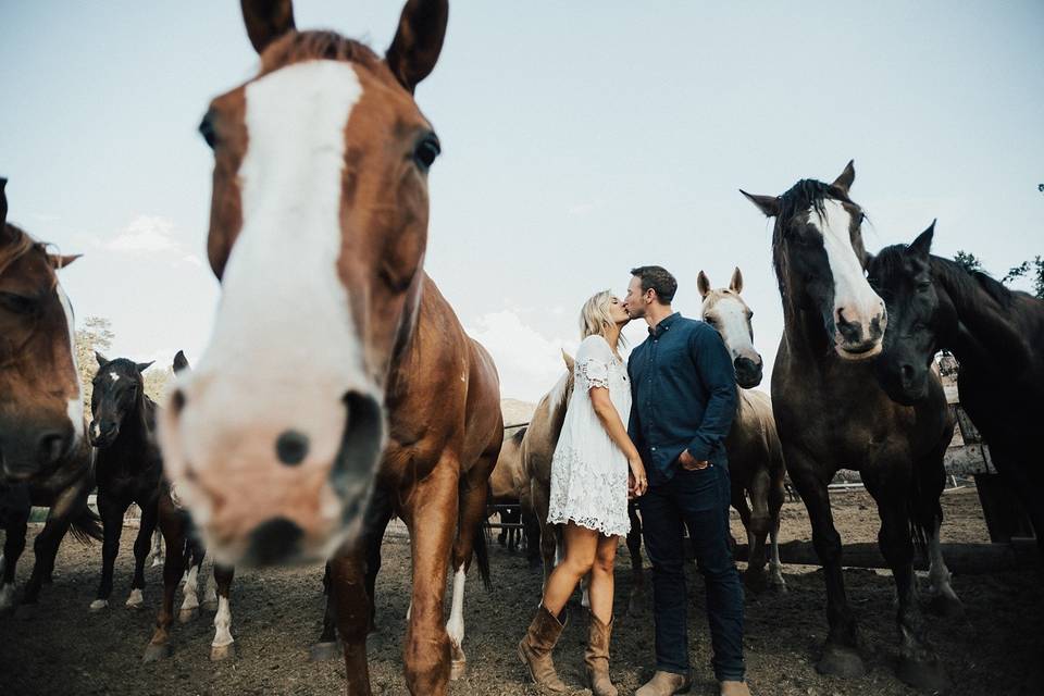 Horses and engagement