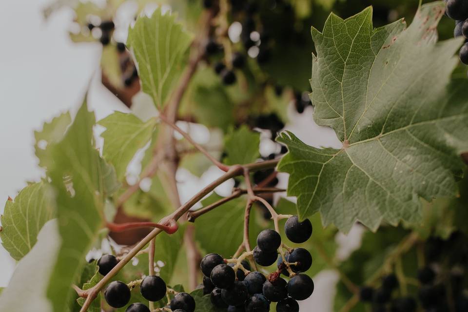 Grapes