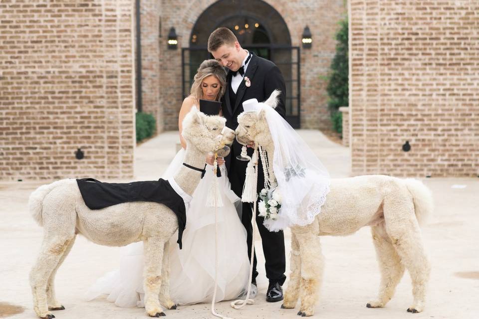 Wedding couple with alpacas