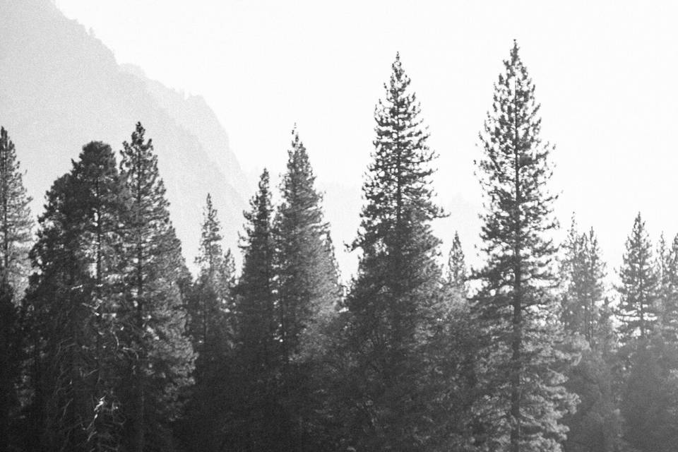 Yosemite Wedding