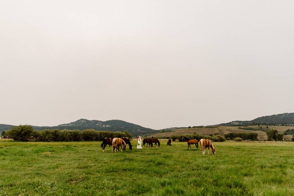 Jackson Wyoming Wedding