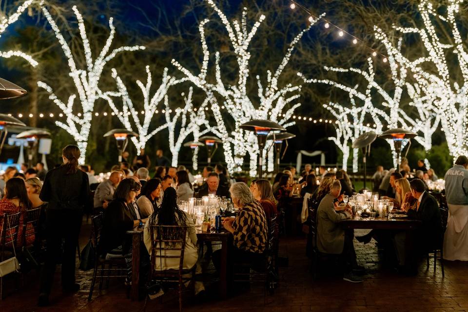 Tree Lights at Dinner