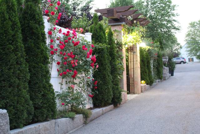 Roses
