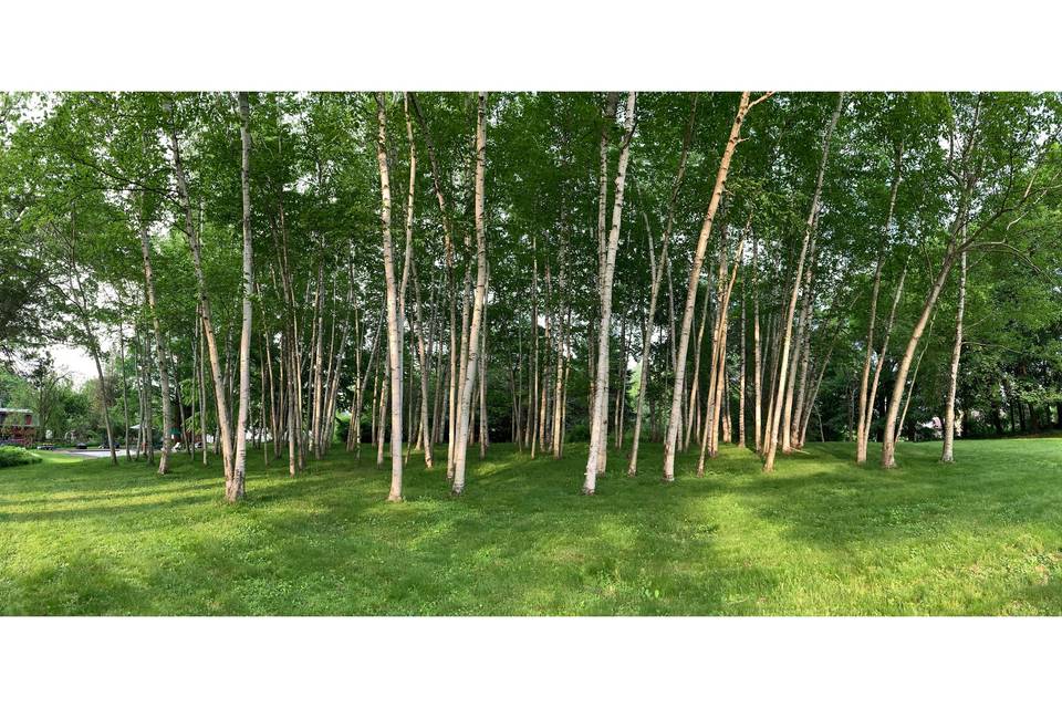 Wide shot of birches