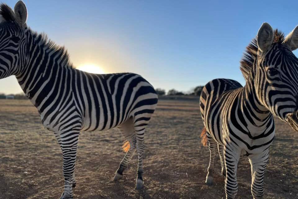 Our Zebras