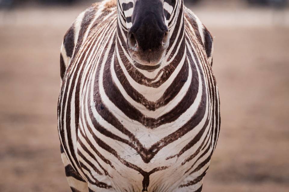Resident Zebra