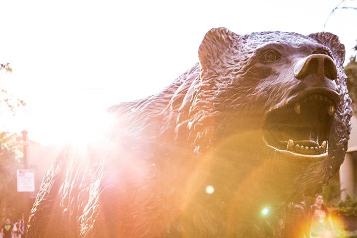 Bruin bear statue