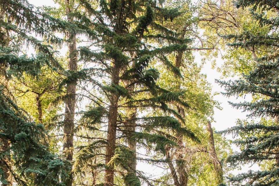Forest Wedding