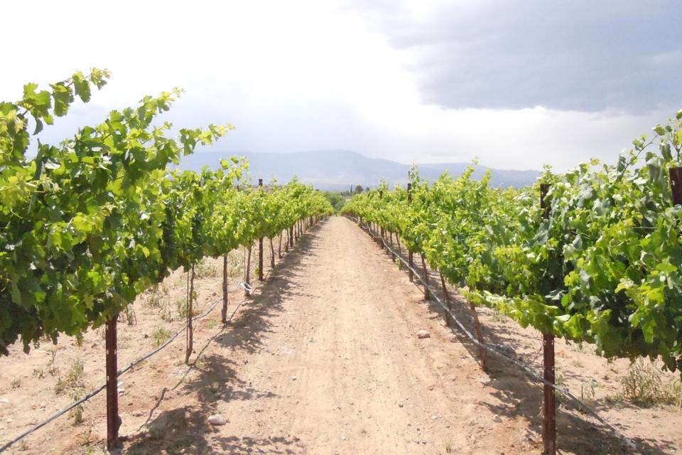 Early Fall Vineyard