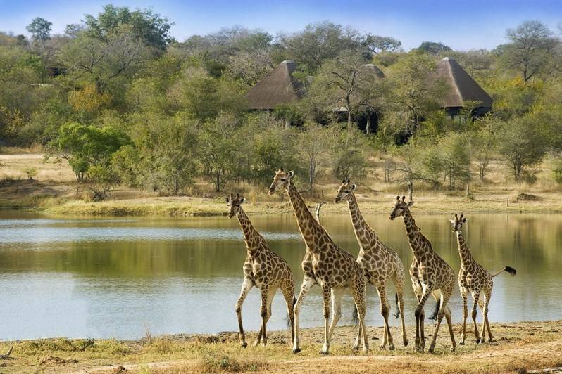 SABI SANDS GAME RESERVE, South Africa