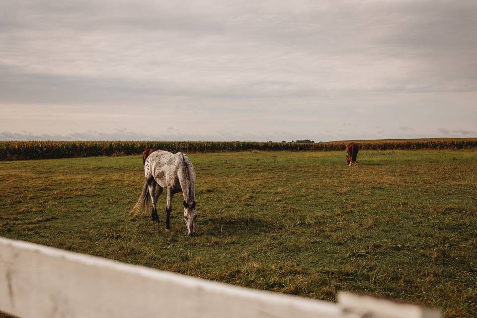 Acres and Acres of peace