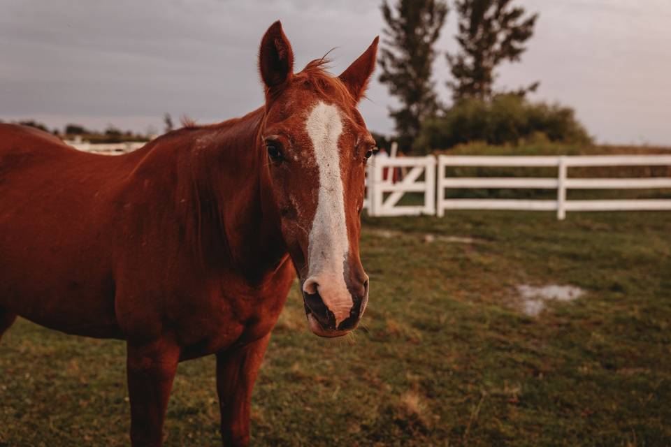 Horses on property for photos