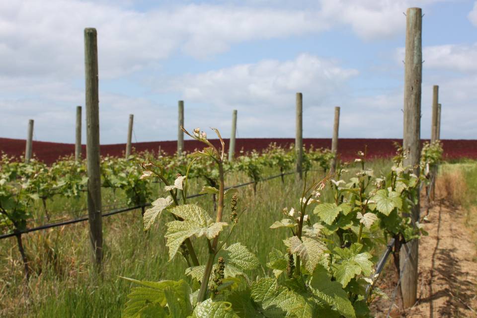 Vineyard and Clover