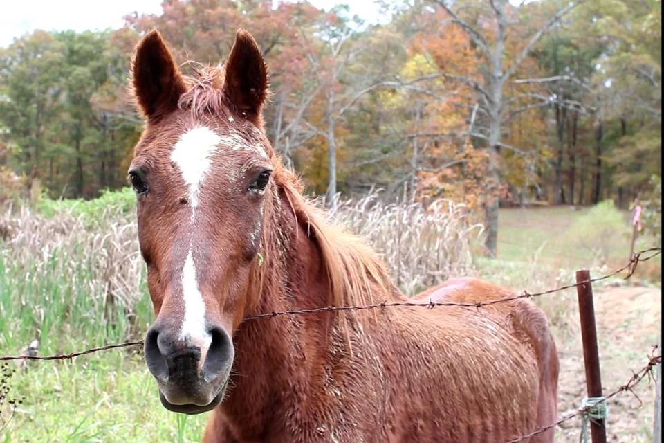 Beautiful horse at Leslie and Patrick's country wedding.