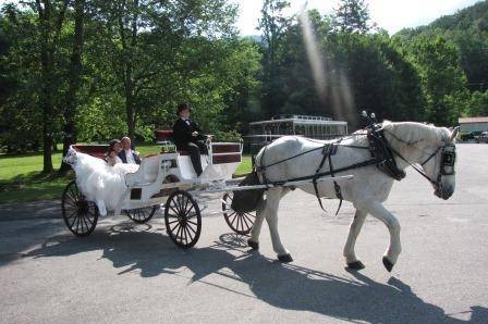 Majestic white horse