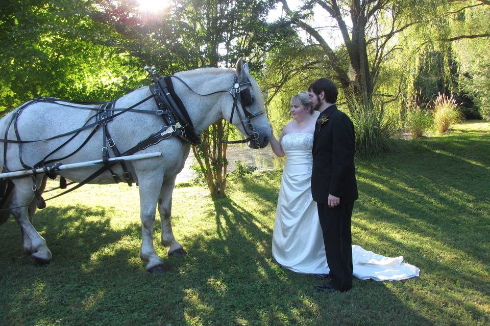 Carolina Horse and Carriage