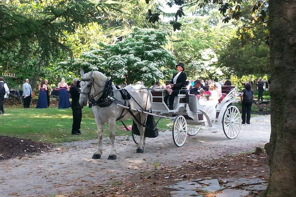 Carolina Horse and Carriage