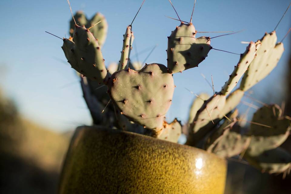 Cactus