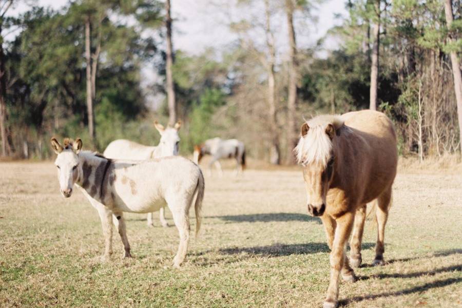 Mini donkeys