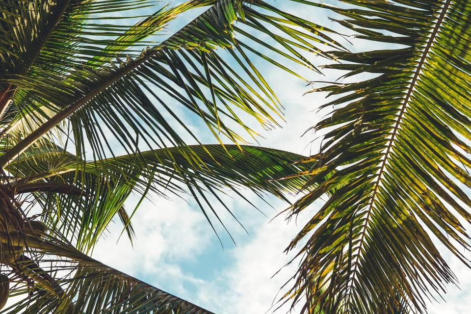 Palms