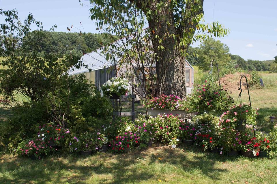 Flowers at Altar under Walnut Tree