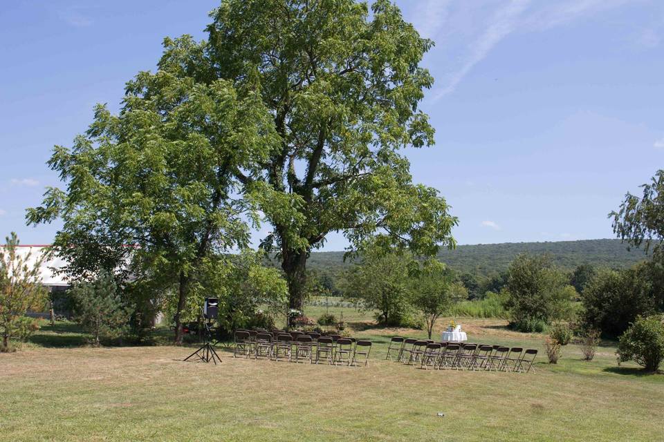 Ceremony chairs under walnut tree