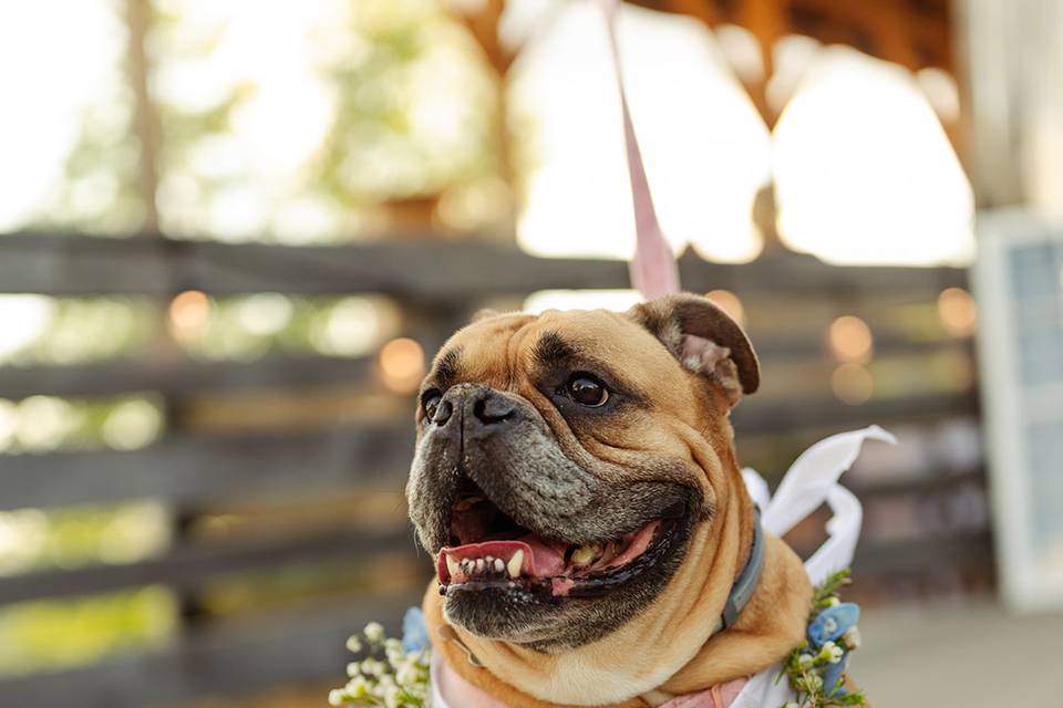 Dog smiling w/ floral collar
