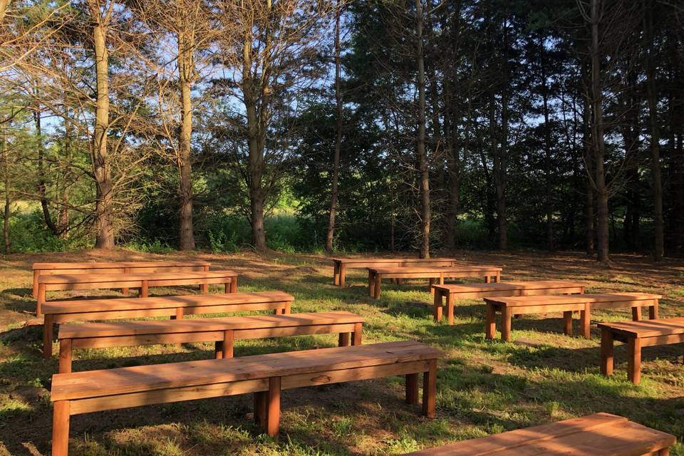 Wood benches in Pine Trees