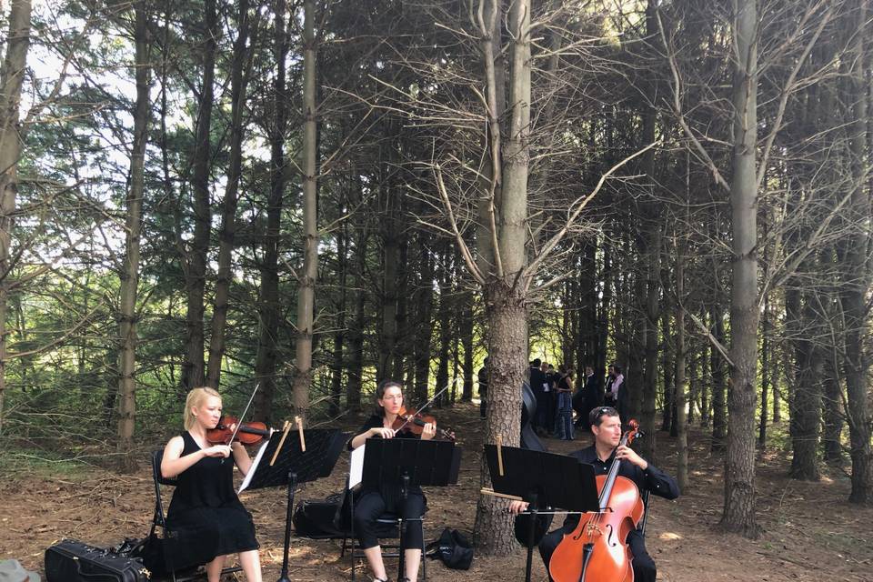 Pine Tree Orchestra