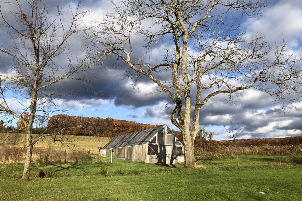 Winter Walnut Tree