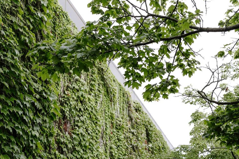 Ivy Wall