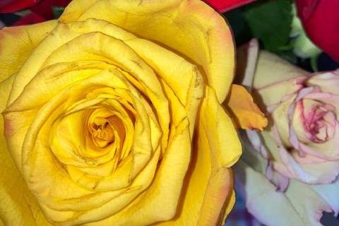 Mixed Rose centerpiece