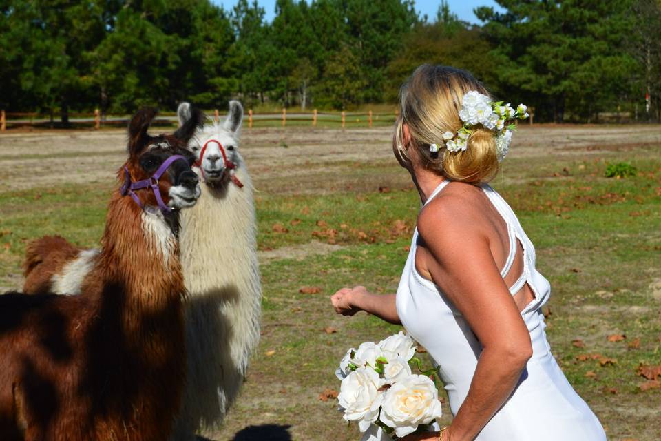 Bridal portrait