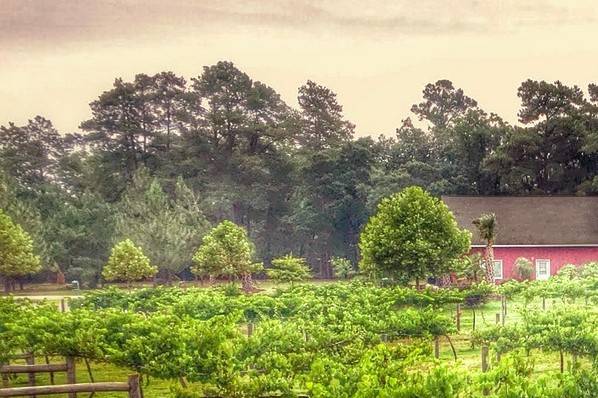 Cape Fear Vineyard and Winery