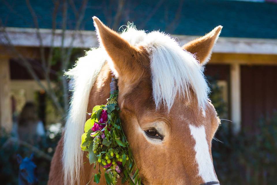 Cape Fear Vineyard and Winery horse